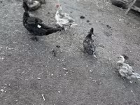 Ducks — 5-сурет