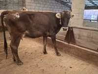 Cow, Cattle — photo 1