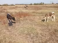 Touro, Russian Black pied cattle — foto 2