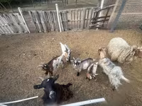 Goats (batch, sex not specified), Goats — photo 4