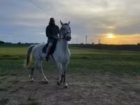 公马, Lipizzaner — 照片 1