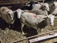Oveja, Ovejas — foto 1