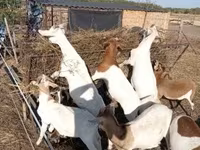 Nőstény kecske, Boer goat — 1. fotó