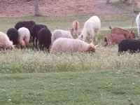 公羊, Racka sheep — 照片 5