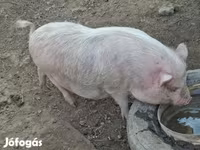 Sow, Вьетнамская вислобрюхая — photo 6