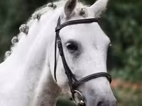 Horse (M), Falabella — photo 2