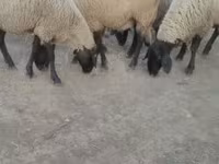 Schaf, Tsigai sheep — Foto 2
