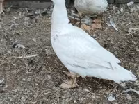 Ducks — फ़ोटो 2