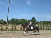 Айғыр, Жылқылар — 3-сурет