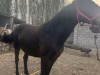 Kobyła, Percheron — zdjęcie 3