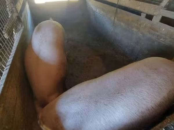 Sow, Pigs
