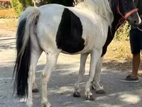 Égua, Cavalos — foto 2