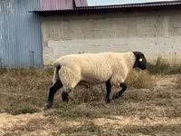 公羊, White Suffolk sheep — 照片 2