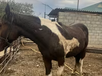 Kůň, Koně — foto 2