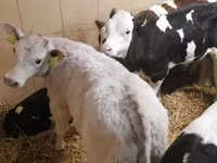 Cattle (batch, sex not specified), Simmental cattle — photo 3