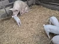 母猪, Pigs — 照片 3