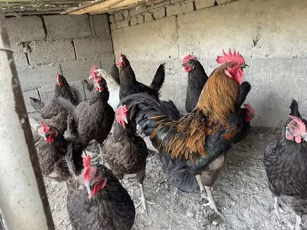 Chickens