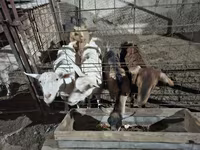 Chèvre, Saanen goat — photo 5