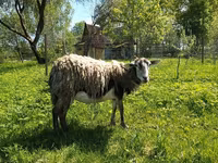Nőstény kecske, Kejobong goat — 1. fotó
