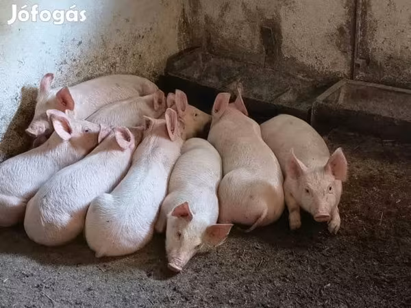 Sow, Pigs — Hungary