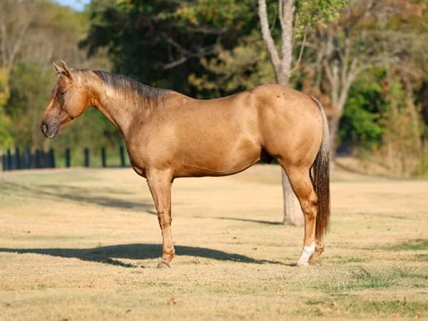 Caballo, Quarter Horse