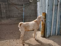 Nőstény kecske, Kamori goats — 1. fotó