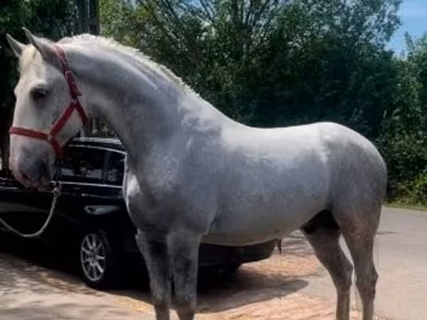 घोड़ा, Lipizzaner