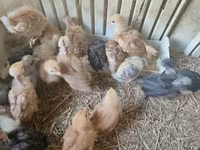 Chickens — 5-сурет