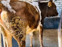母牛, Cattle — 照片 1