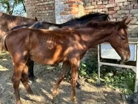 Cavalo, Kisber felver — foto 3