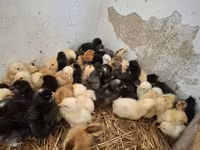 Chickens — zdjęcie 3
