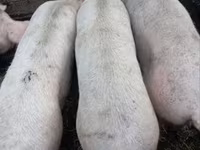 Verro, Cerdos — foto 2