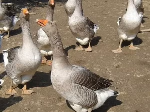 Geese — Magyarország