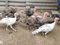 Turkeys — 照片 1