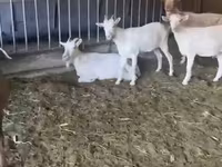 Nőstény kecske, Pomellata goat — 3. fotó