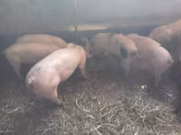 公猪, Pigs — 照片 1