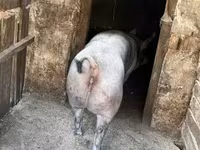 Süldőanya, Sertések — 2. fotó