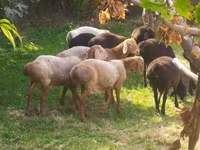 أغنام (دفعة، الجنس غير محدد), Arashan sheep — الصورة 1