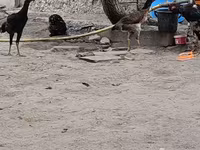 Chickens — 1. fotó