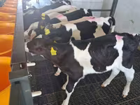 Bika, Russian Black pied cattle — 1. fotó