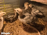 Turkeys — الصورة 5
