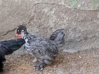 Chickens — 照片 2