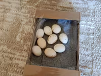 Chickens — photo 2