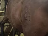 母马, Horses — 照片 4