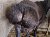 Carnero, Rambouillet sheep — foto 1