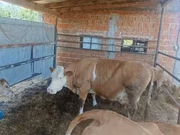 Tehén, French Simmental cattle — Magyarország