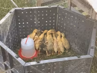 Ducks — फ़ोटो 1