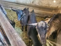 Cabra, Cabras — foto 1