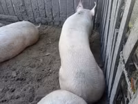मादा सूअर, Крупная белая — फ़ोटो 3