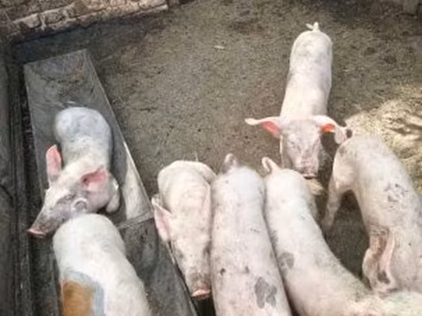 Pigs (batch, sex not specified), Pigs — Hungary
